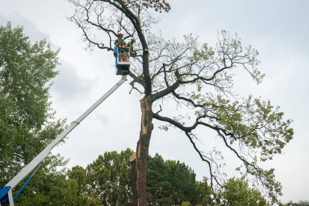 Best Tree Trimming and Pruning  in Cedarhurst, NY