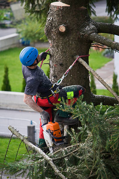 Lawn Pest Prevention in Cedarhurst, NY
